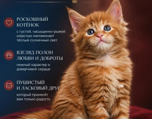 ЦЕЗАРЬ - рыжий аристократ с нежным сердцем!