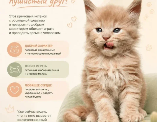 ДРАКОША - ваш будущий пушистый друг!