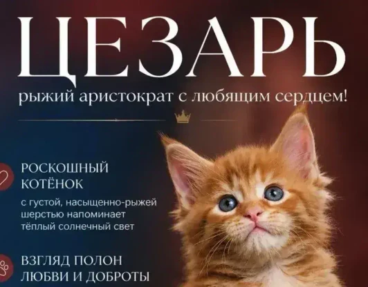 ЦЕЗАРЬ - рыжий аристократ с нежным сердцем!