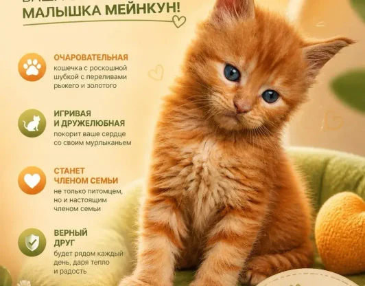 ДЭЙЗИ - ваша солнечная леди мейнкун!
