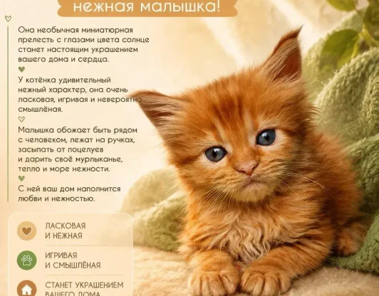 ДОРИ - ваше необычная мечта с глазами цвета солнца! 