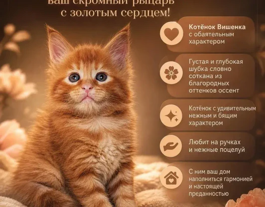 ЧЕРРИ - ваш скромный и нежный рыцарь с золотым сердцем!