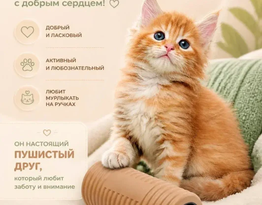 KAСПЕР - светлый и нежный котёнок с добрым сердцем!