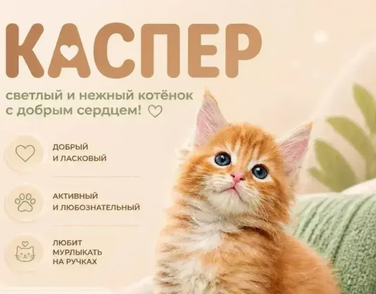 KAСПЕР - светлый и нежный котёнок с добрым сердцем!